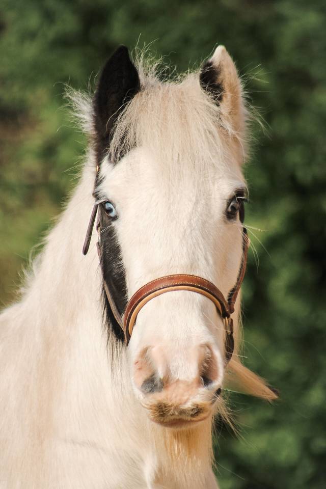 Caballo castrado Otra Raza de Poni En venta 2018 P&iacute;o