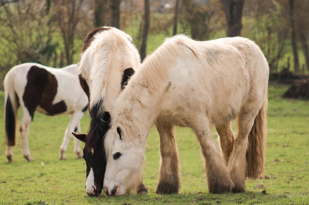 Caballo castrado Otra Raza de Poni En venta 2018 P&iacute;o