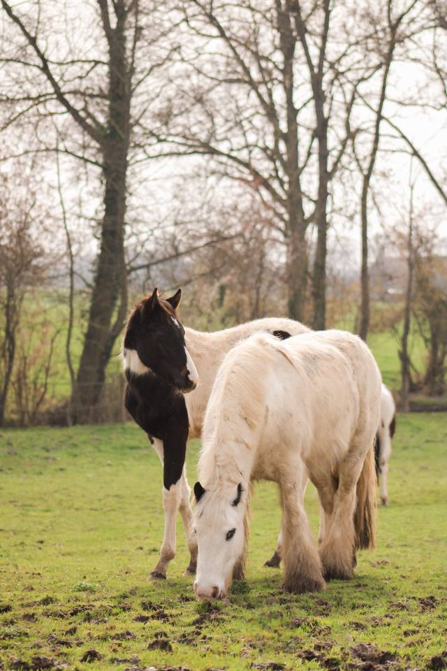 Caballo castrado Otra Raza de Poni En venta 2018 P&iacute;o