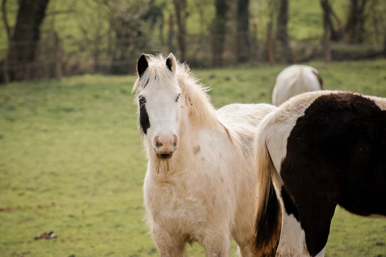 Caballo castrado Otra Raza de Poni En venta 2018 P&iacute;o