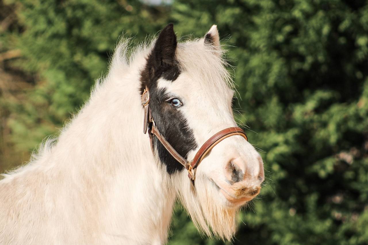 Caballo castrado Otra Raza de Poni En venta 2018 P&iacute;o