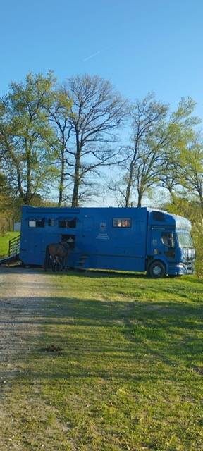 Cami&oacute;n para caballos Renault 44HH1 2011 De segunda mano
