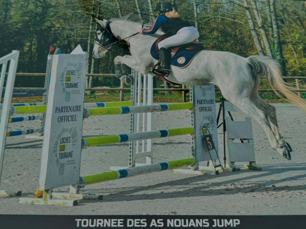 Yegua Welsh Part Bred En venta 2015 Tordo