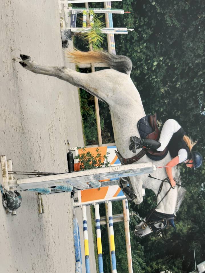 Yegua Welsh Part Bred En venta 2015 Tordo