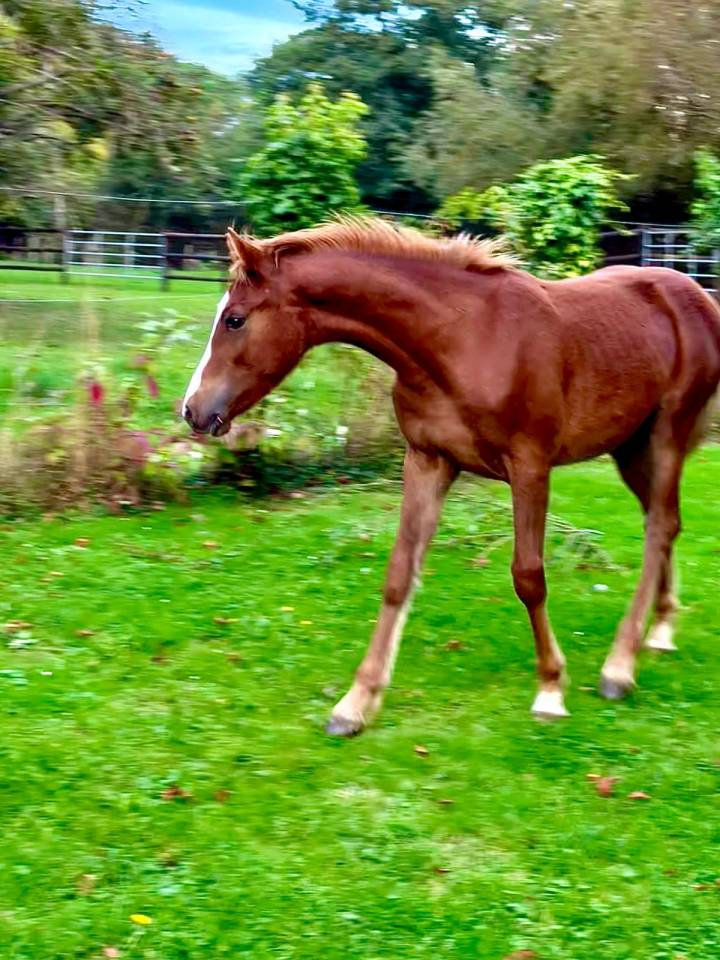Caballo castrado Connemara En venta 2025 Alaz&aacute;n