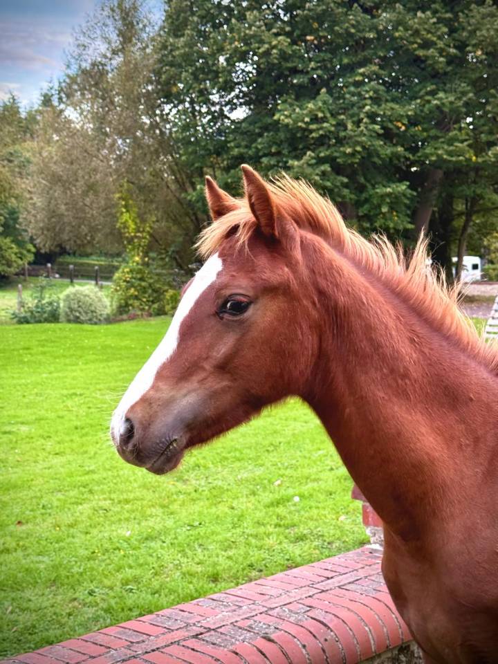 Caballo castrado Connemara En venta 2025 Alaz&aacute;n