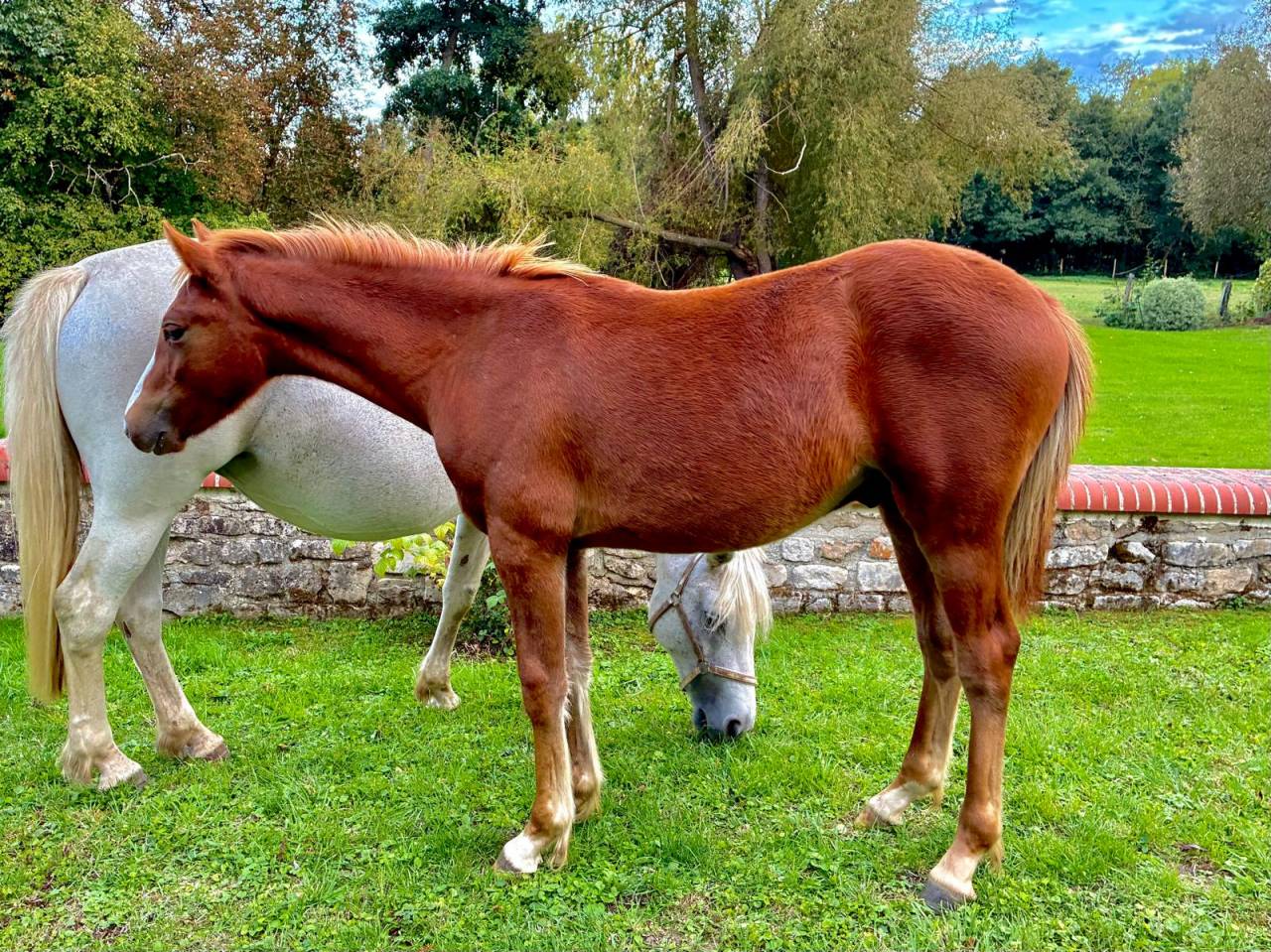Caballo castrado Connemara En venta 2025 Alaz&aacute;n