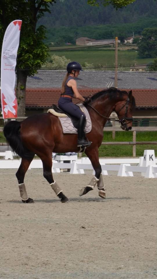 Yegua KWPN Caballo de Deporte Neerland&eacute;s En venta 2016 Bayo