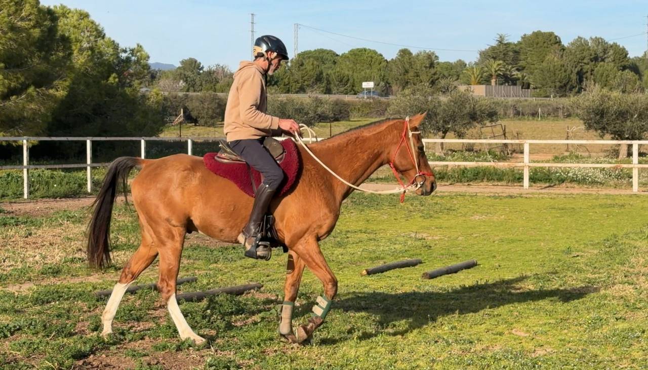 Akhal-Teke/&Aacute;rabe