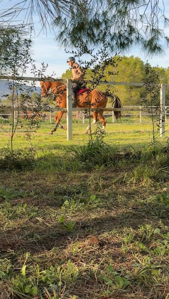 Akhal-Teke/&Aacute;rabe