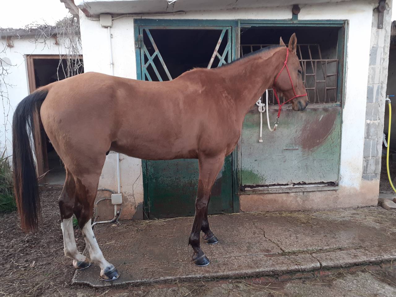 Akhal-Teke/&Aacute;rabe