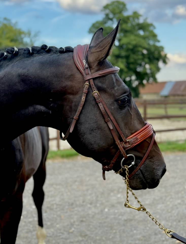 Caballo castrado Holsteiner En venta 2022 Bayo moreno por United way