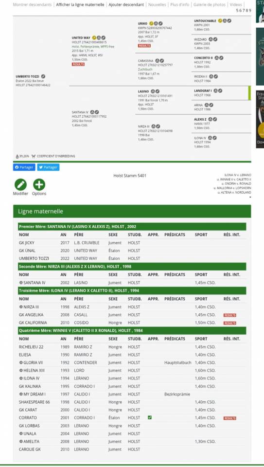 Caballo castrado Holsteiner En venta 2022 Bayo moreno por United way