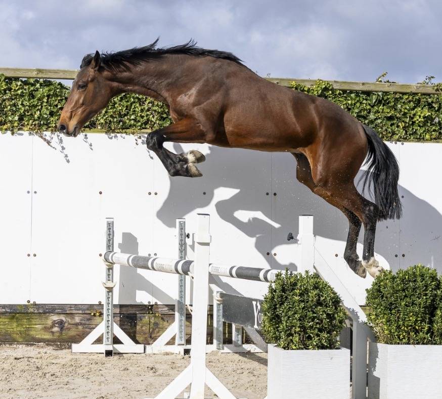 Caballo entero BWP Caballo de Sangre Belga En venta 2024 Bayo por &Eacute;quitron Naxcel V