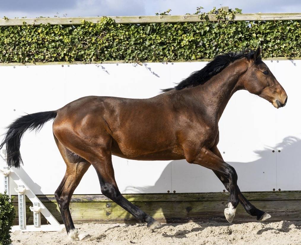 Caballo entero BWP Caballo de Sangre Belga En venta 2024 Bayo por &Eacute;quitron Naxcel V