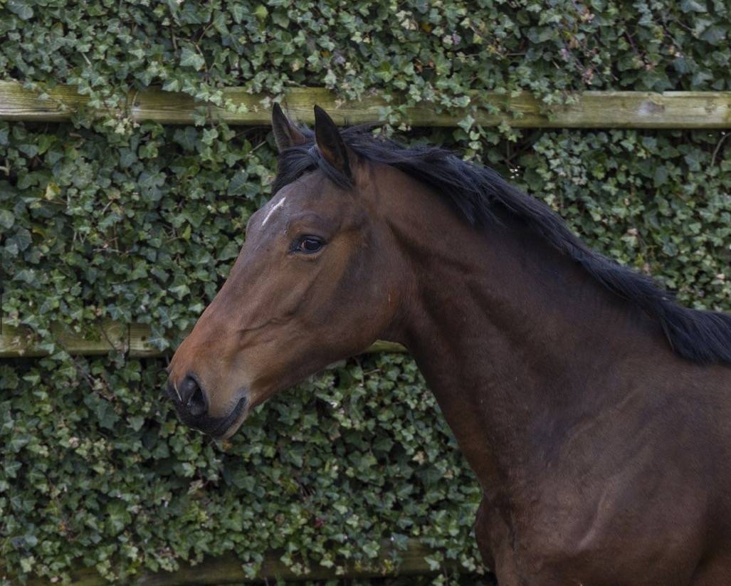 Caballo entero BWP Caballo de Sangre Belga En venta 2024 Bayo por &Eacute;quitron Naxcel V