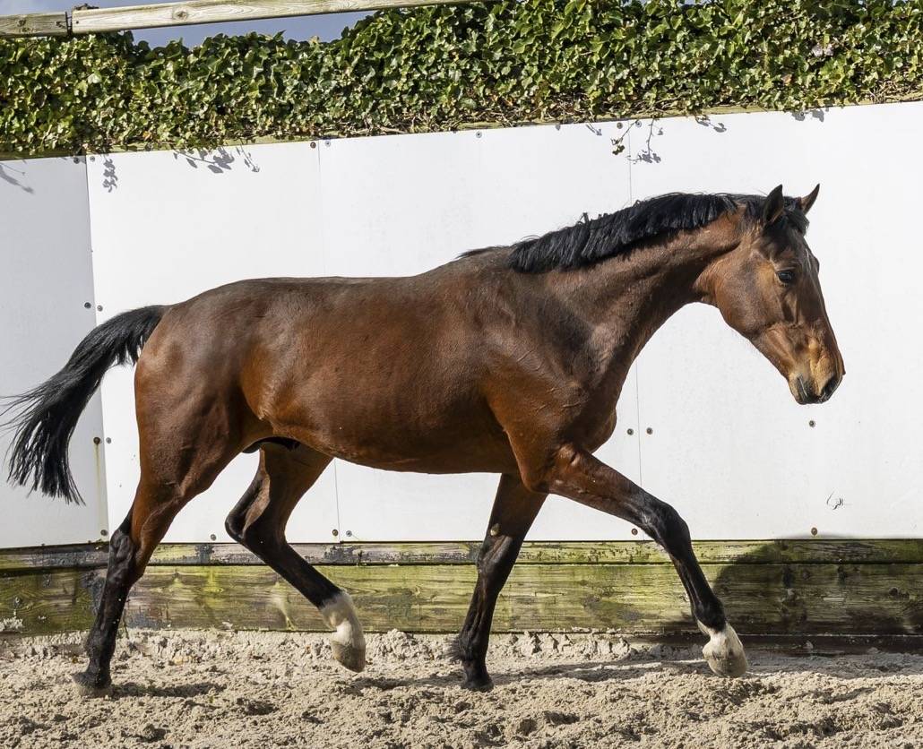 Caballo entero BWP Caballo de Sangre Belga En venta 2024 Bayo por &Eacute;quitron Naxcel V