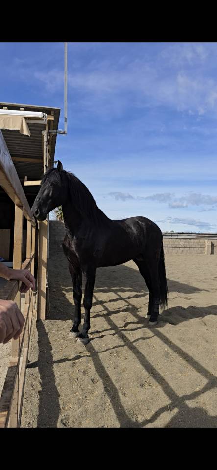 Semental negro PRE para cubriciones