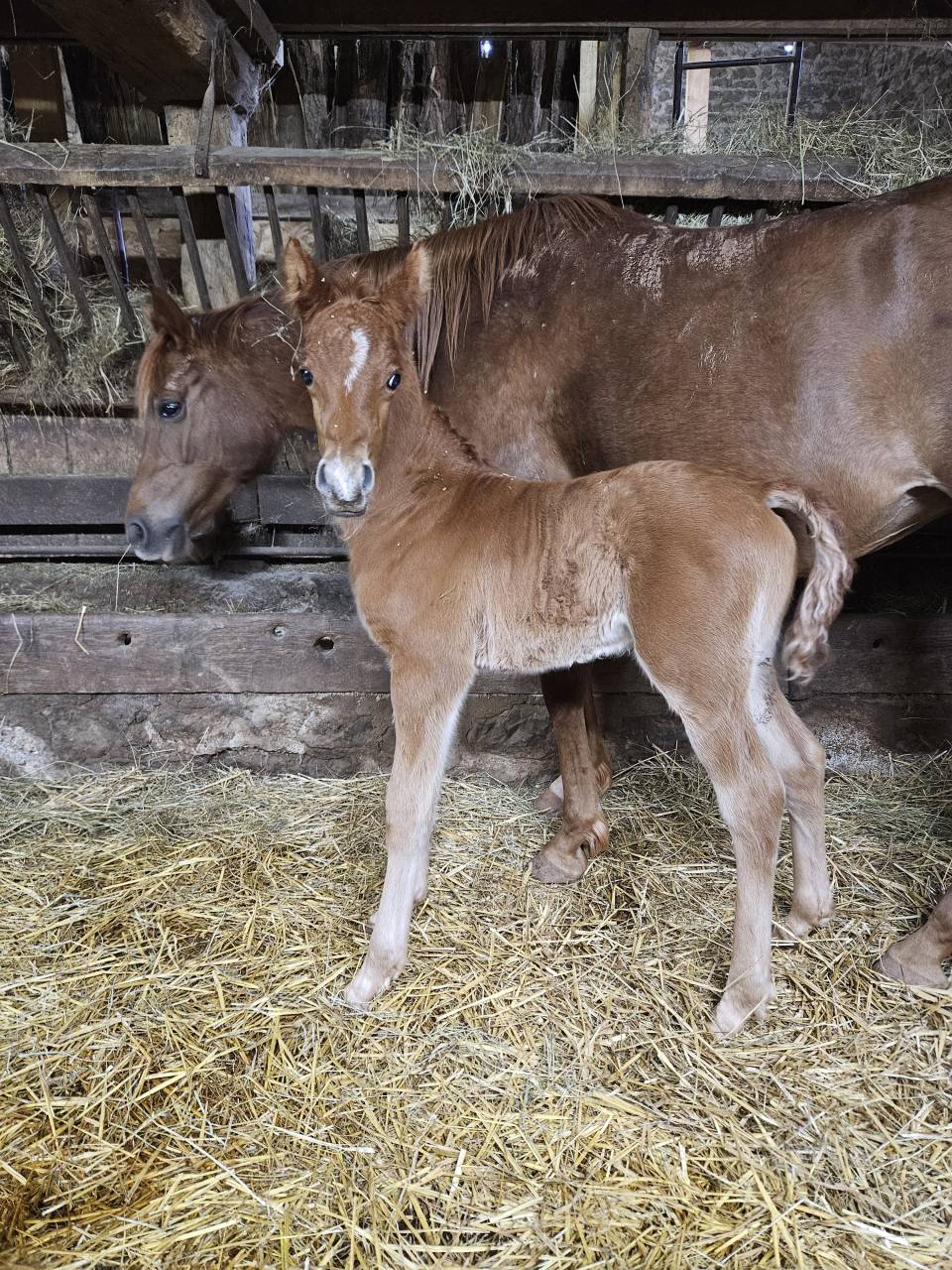 Potro Pura Sangre Arabe En venta 2026 Alaz&aacute;n por A F MANJAROH 