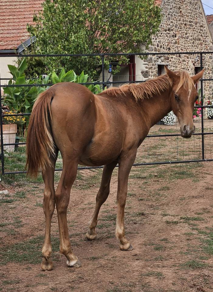 Potro Pura Sangre Arabe En venta 2026 Alaz&aacute;n por A F MANJAROH 