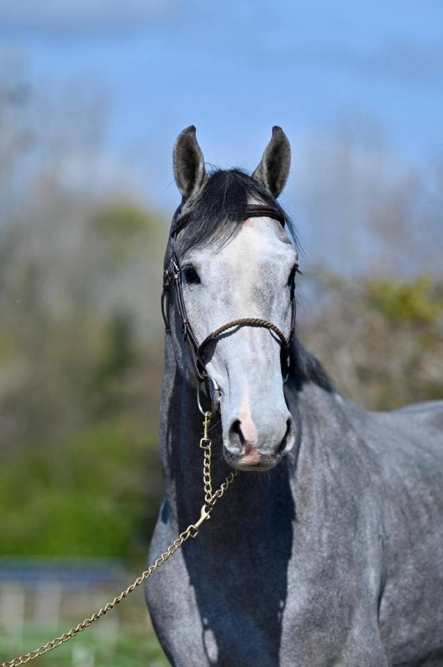 Caballo entero KWPN Caballo de Deporte Neerland&eacute;s En venta 2023 Tordo por Dallas vdl