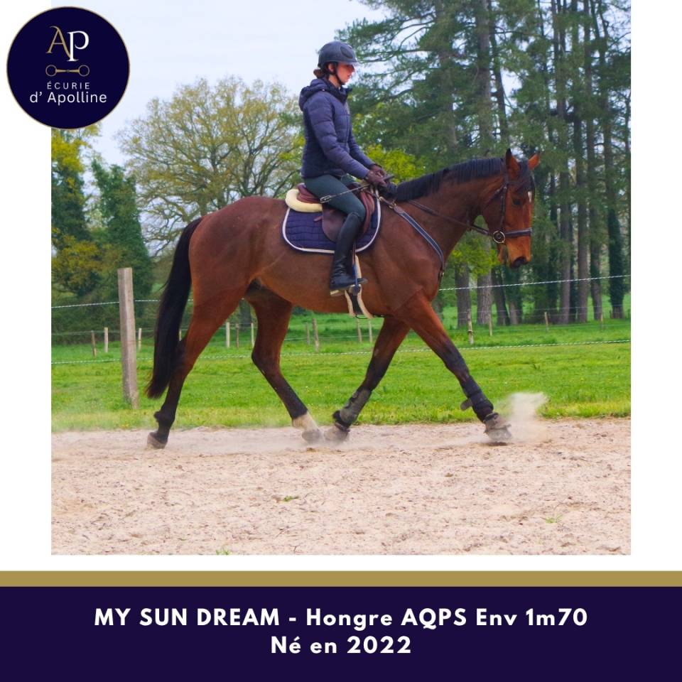 Caballo castrado AQPS En venta 2022 Bayo