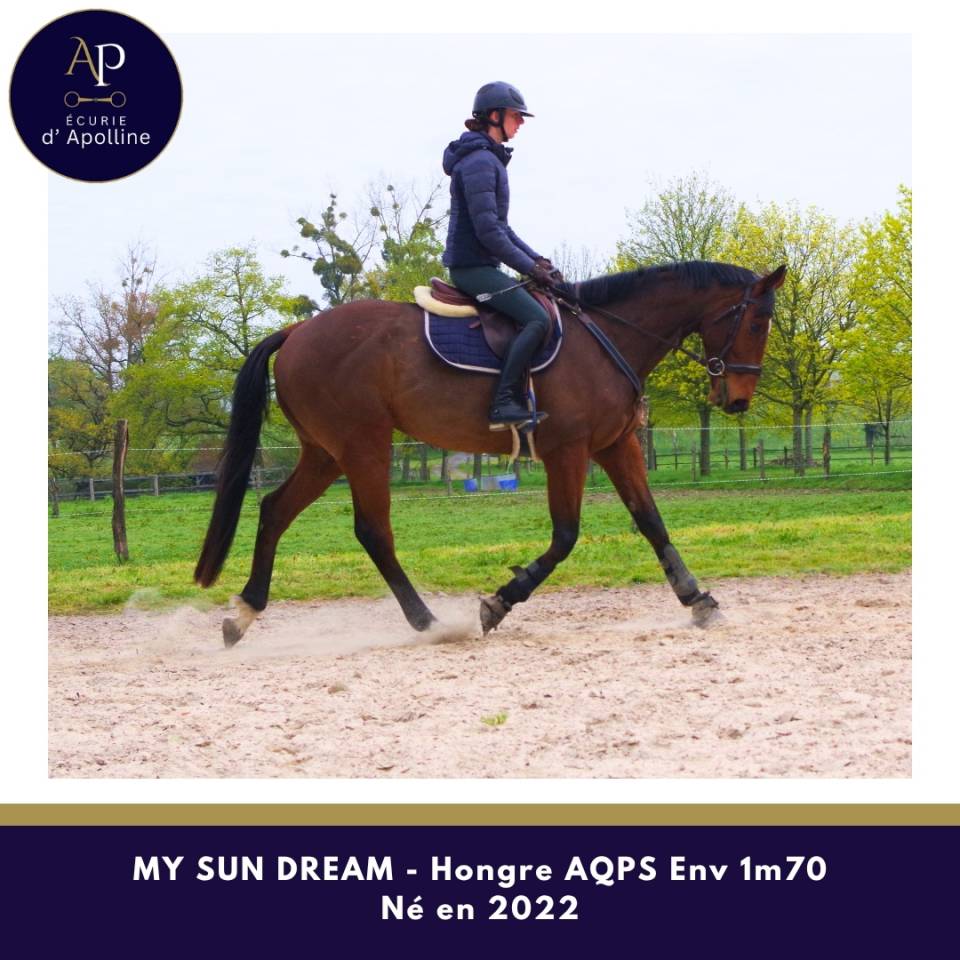 Caballo castrado AQPS En venta 2022 Bayo