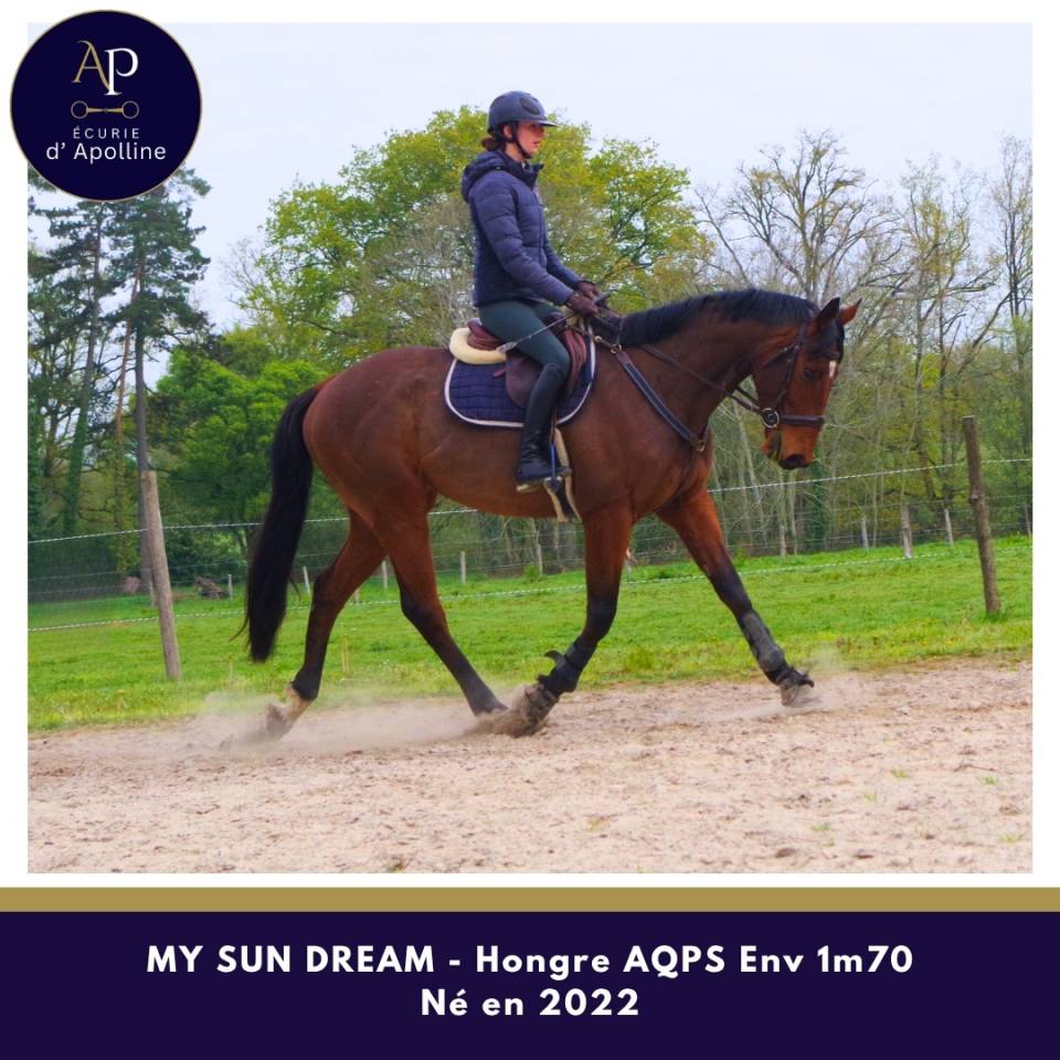 Caballo castrado AQPS En venta 2022 Bayo