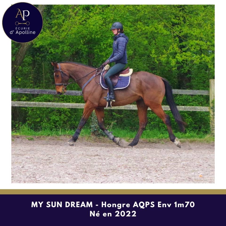 Caballo castrado AQPS En venta 2022 Bayo