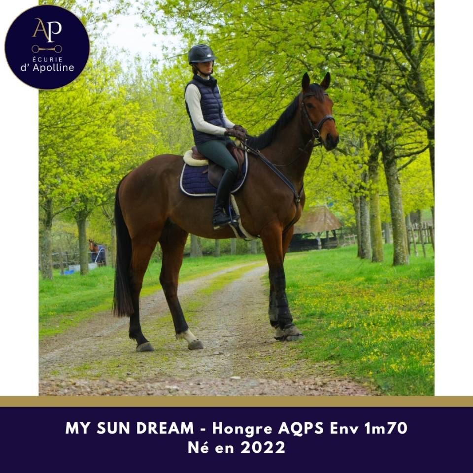 Caballo castrado AQPS En venta 2022 Bayo