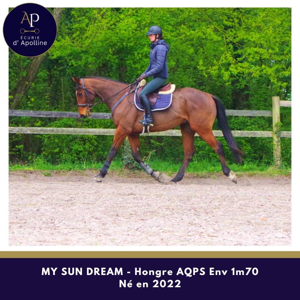 Caballo castrado AQPS En venta 2022 Bayo