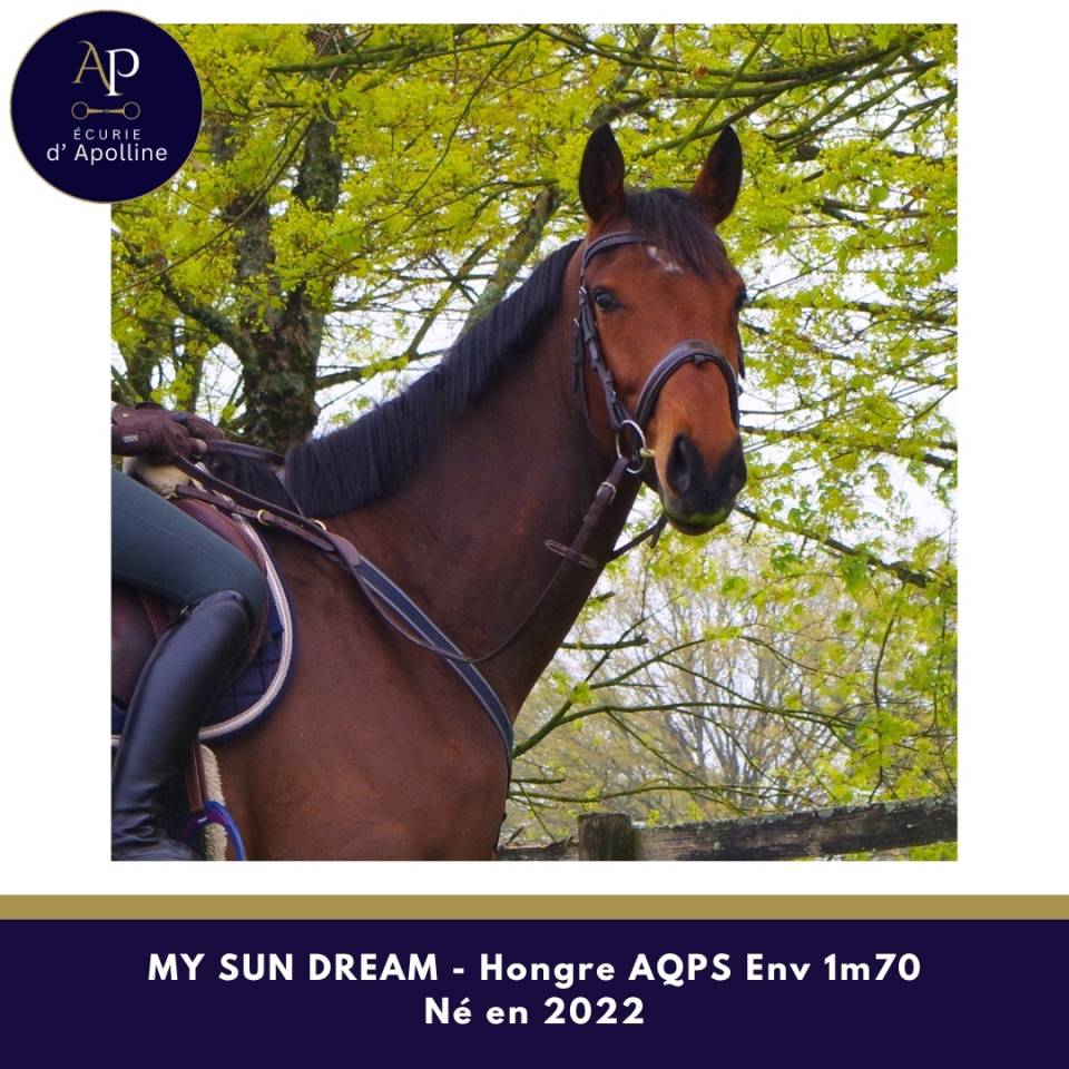 Caballo castrado AQPS En venta 2022 Bayo