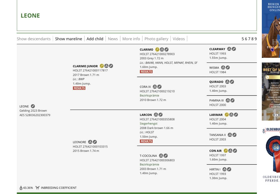 Potro 3 a&ntilde;os castrado