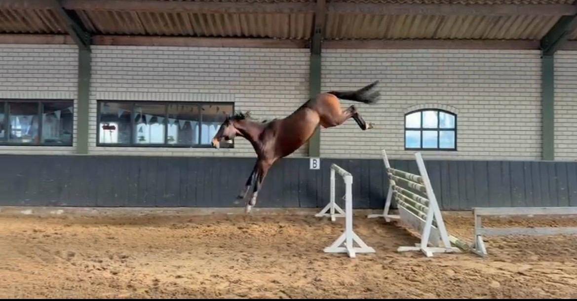 Potro 3 a&ntilde;os entero/stallion 