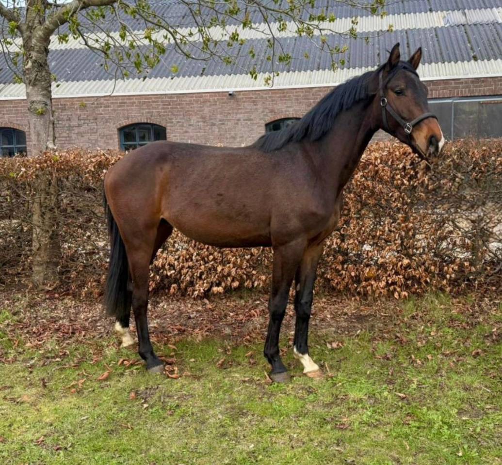 Potro 3 a&ntilde;os entero/stallion 