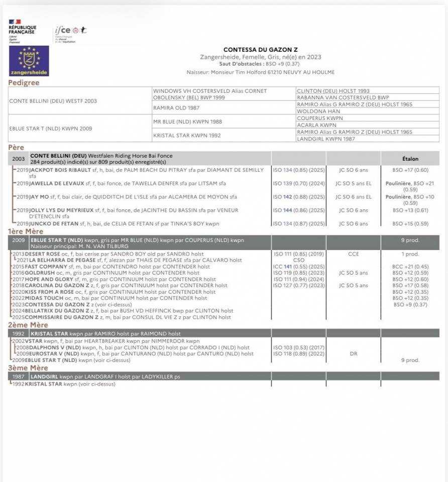 Yegua Zangersheide En venta 2023 Tordo por Conte Bellini