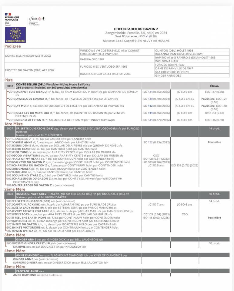 Yegua Zangersheide En venta 2024 Bayo por Conte Bellini