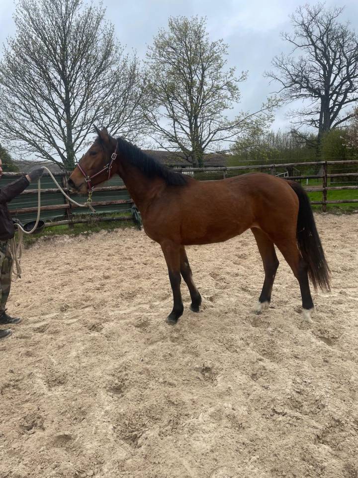 Yegua Zangersheide En venta 2024 Bayo por Conte Bellini