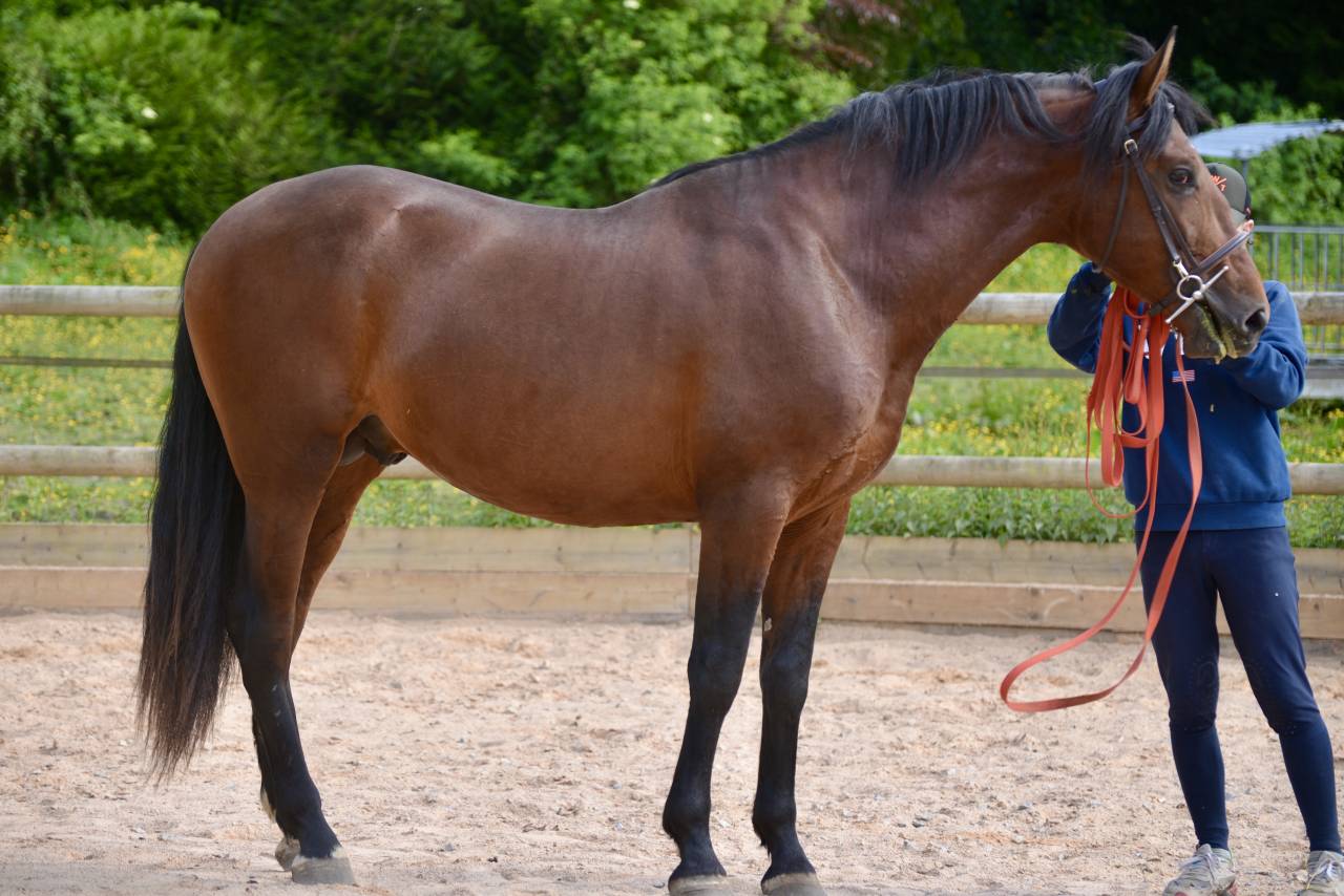 Caballo castrado PRE Pura Raza Espa&ntilde;ola En venta 2021 Bayo por Lucero