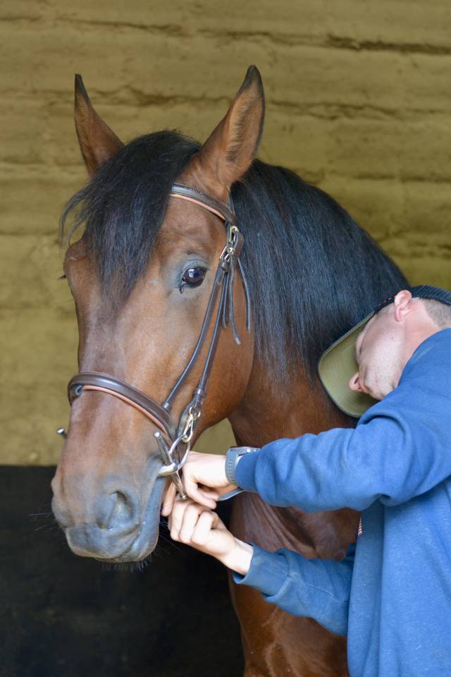 Caballo castrado PRE Pura Raza Espa&ntilde;ola En venta 2021 Bayo por Lucero