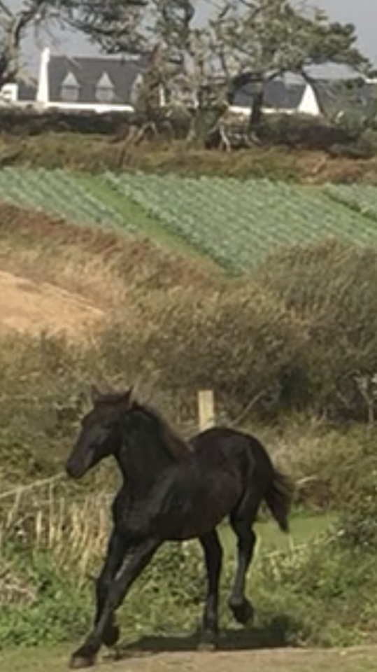 Caballo entero Fris&oacute;n En venta 2025 Negro por MAURUS 441