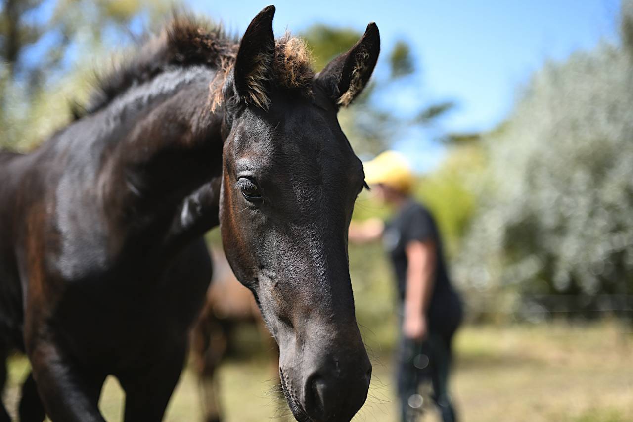 Caballo entero Fris&oacute;n En venta 2025 Negro por MAURUS 441