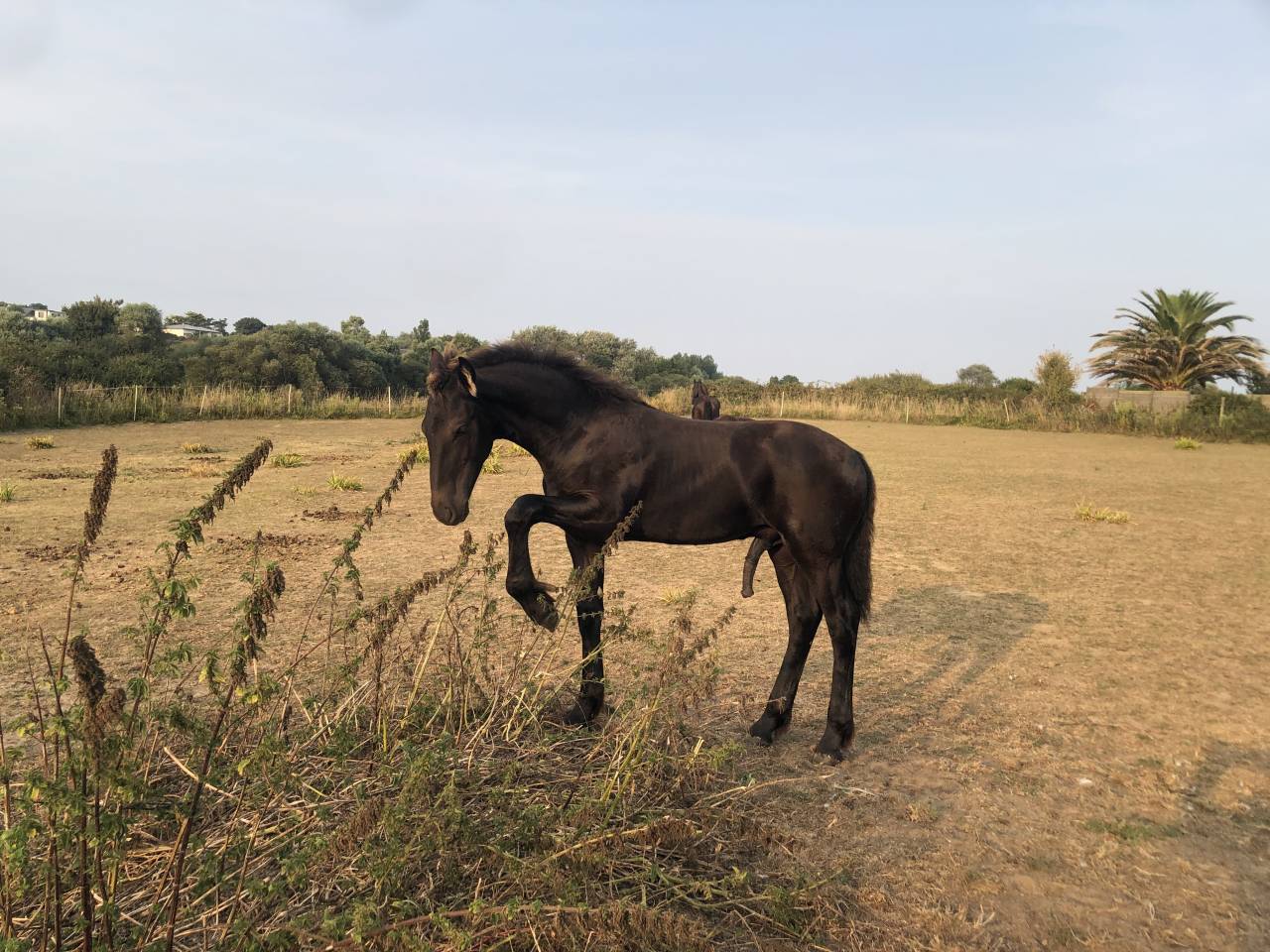 Caballo entero Fris&oacute;n En venta 2025 Negro por MAURUS 441