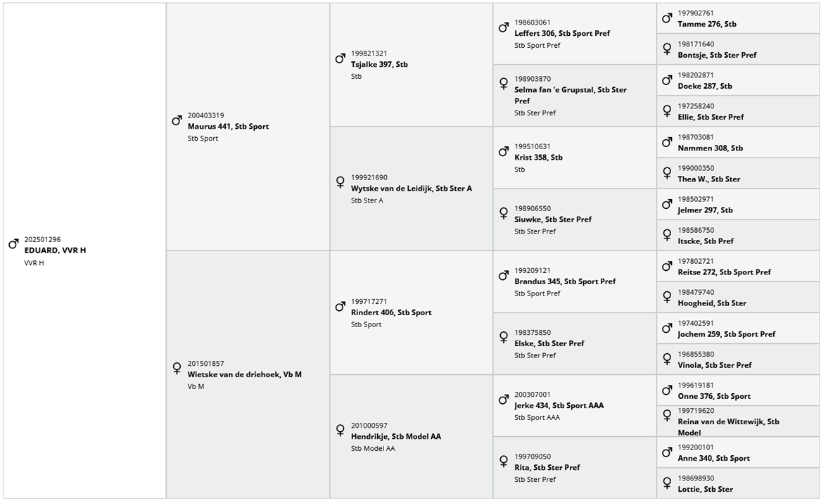 Caballo entero Fris&oacute;n En venta 2025 Negro por MAURUS 441