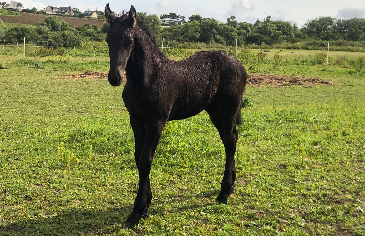 Caballo entero Fris&oacute;n En venta 2025 Negro por MAURUS 441