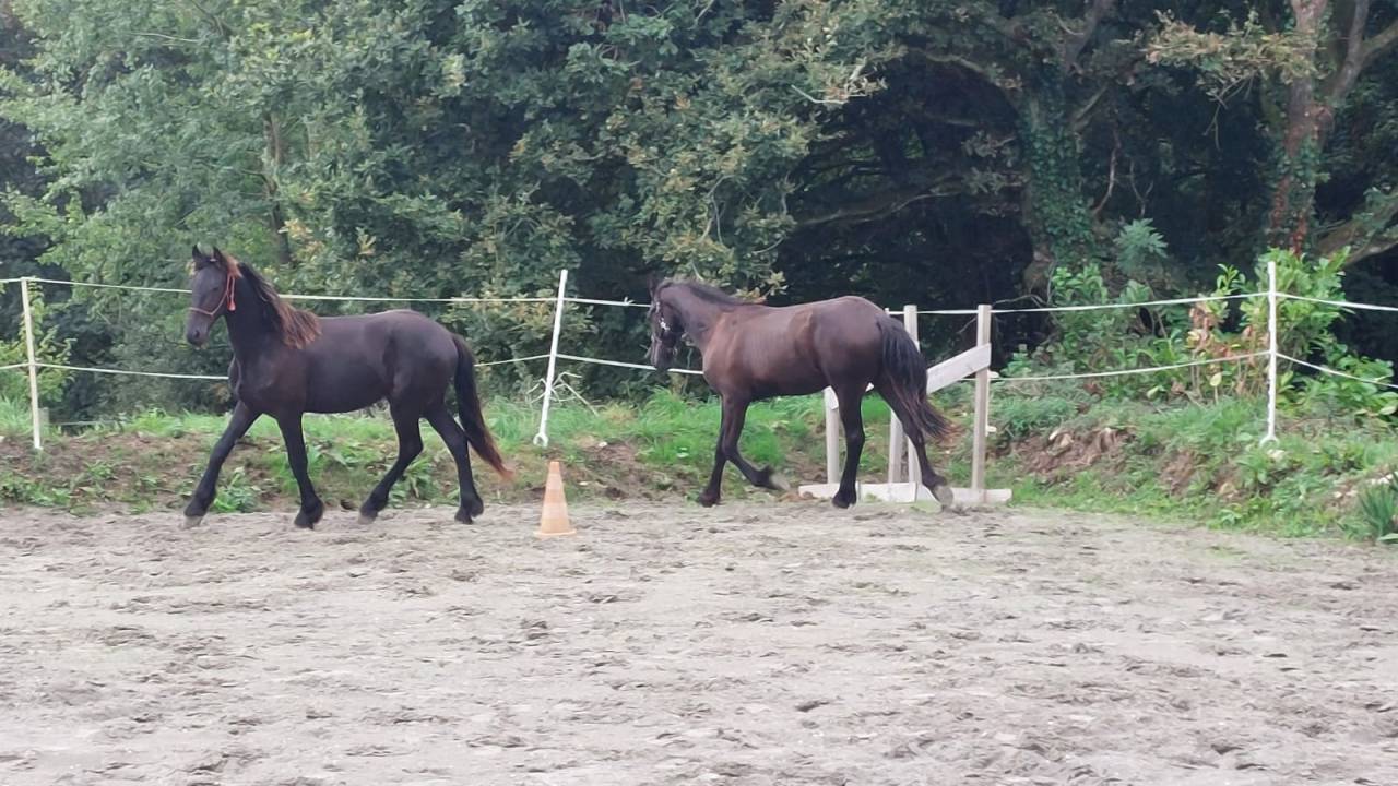 Caballo entero Fris&oacute;n En venta 2025 Negro por MAURUS 441