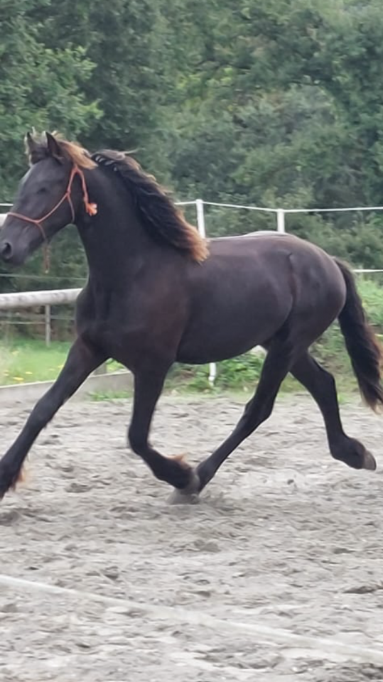 Caballo entero Fris&oacute;n En venta 2025 Negro por MAURUS 441