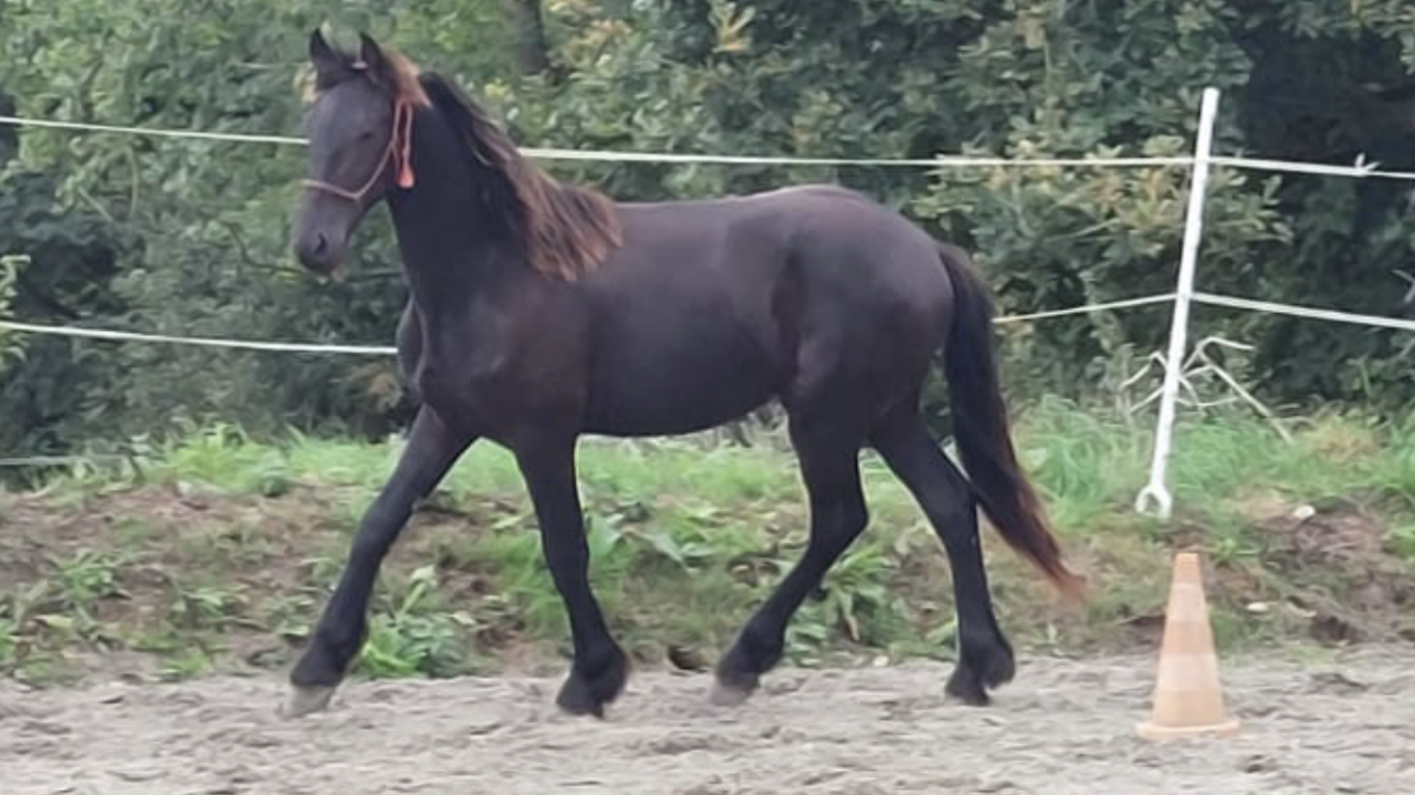 Caballo entero Fris&oacute;n En venta 2025 Negro por MAURUS 441