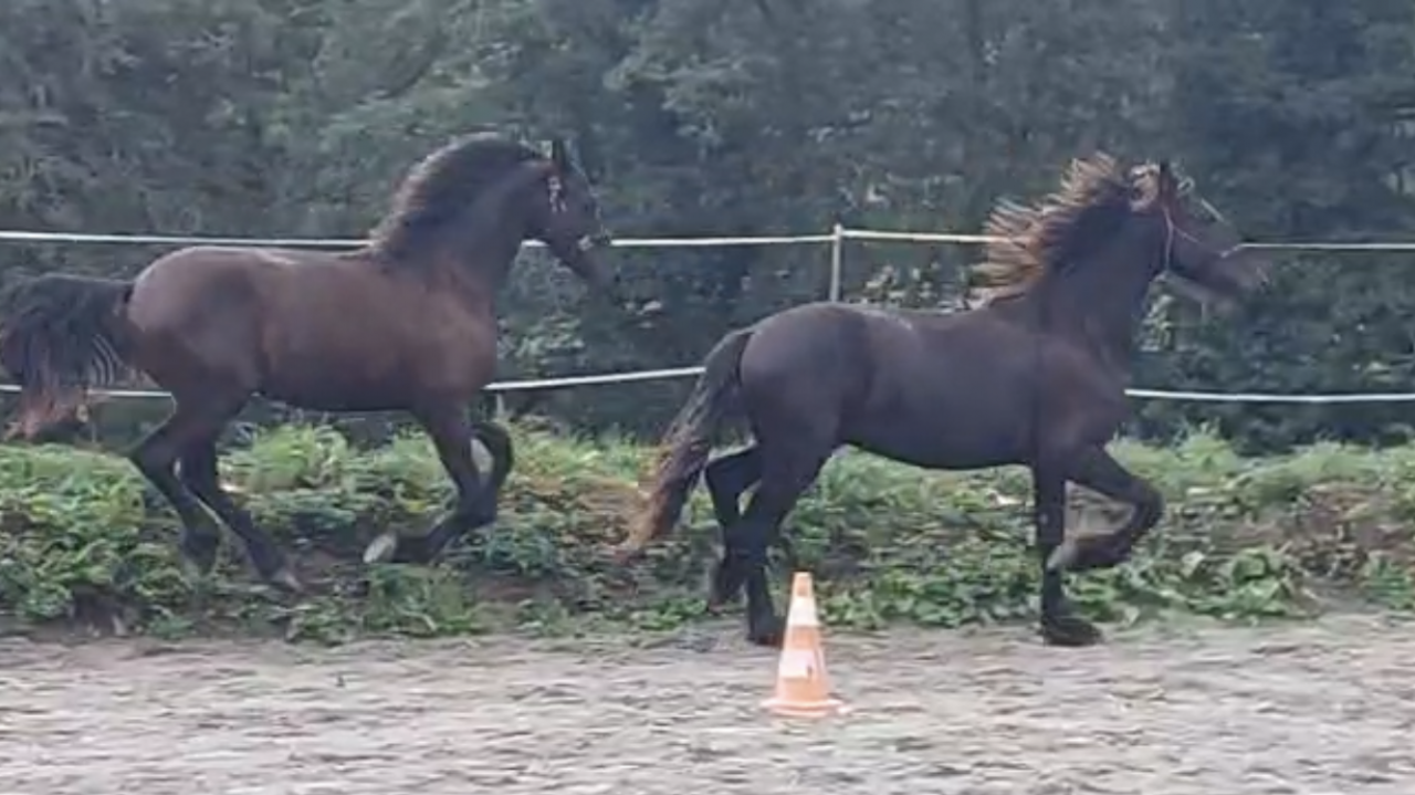 Caballo entero Fris&oacute;n En venta 2025 Negro por MAURUS 441