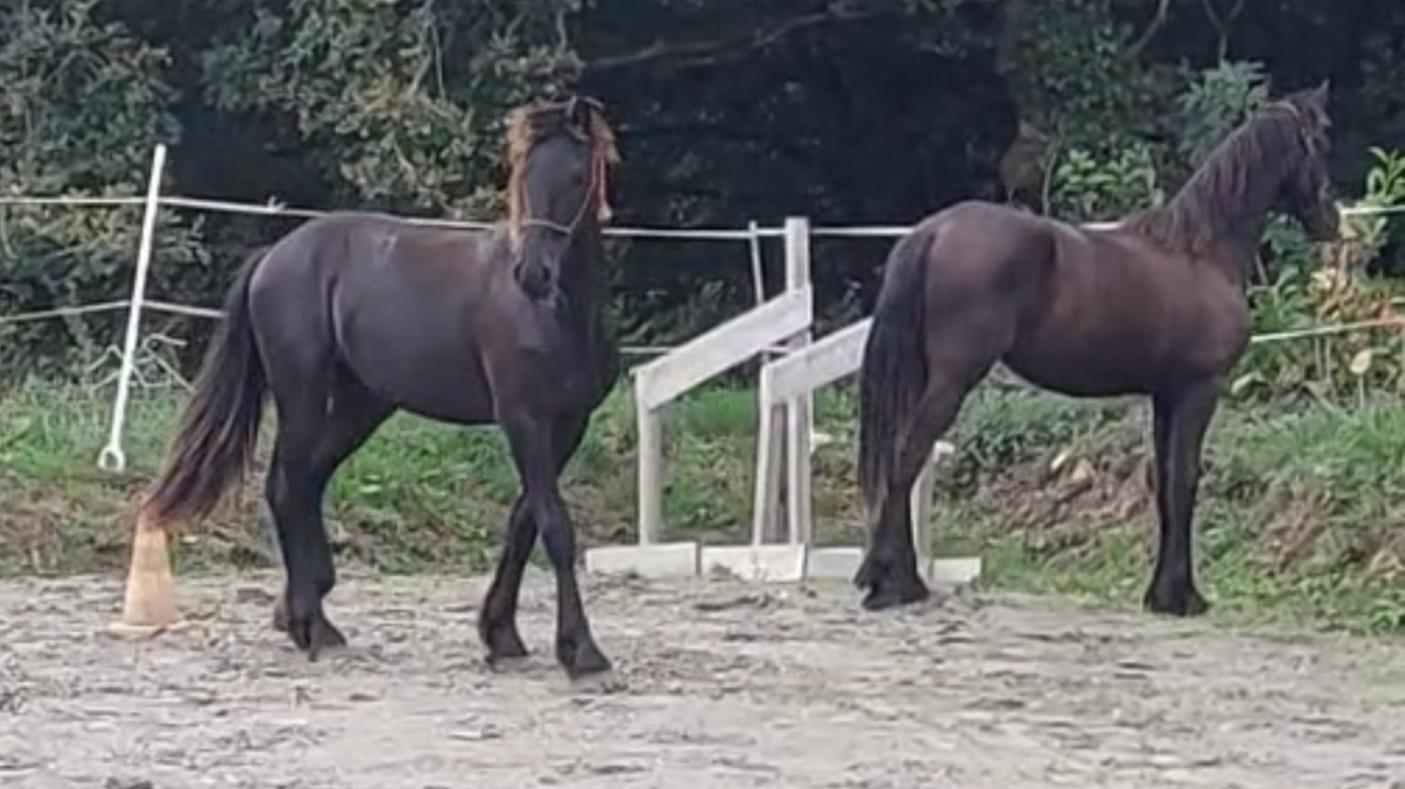 Caballo entero Fris&oacute;n En venta 2025 Negro por MAURUS 441